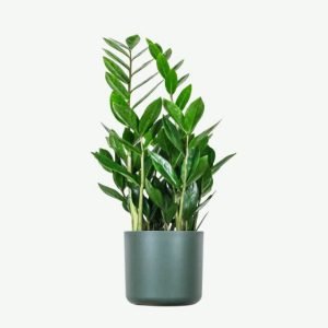 ZZ Plants price from $20-$45