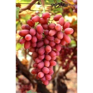 Grafted crimson seedless grapes plant