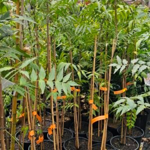 Advanced Indian Neem plants