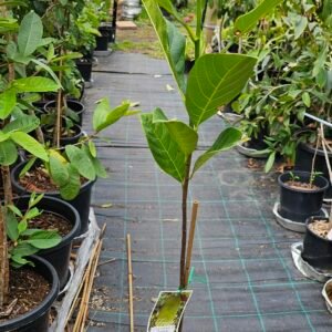 Jackfruit plant galaxy