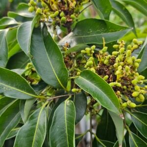 Grafted Lychee Plant semi Dwarf