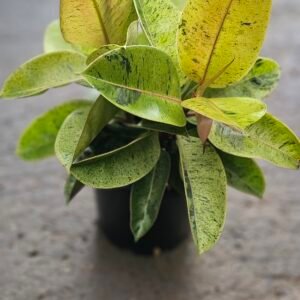 Ficus shivereana plant