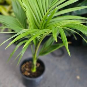 Bangalow palm tree 200mm pot