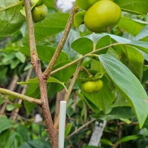Dwarf fruiting crunchy persimmon plant Jiro,Izu, suruga, fuyu