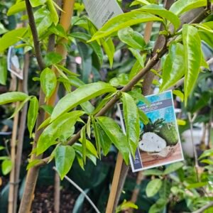 Advanced soursop plant