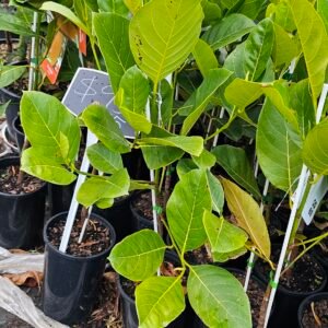 Grafted Jackfruit plant cosmic gold