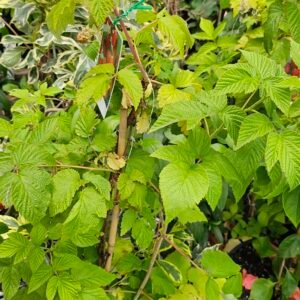Grafted fruiting Raspberry plant