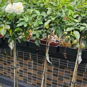 Standard rose plants approx 1.5m-1.6m tall 250mm pot