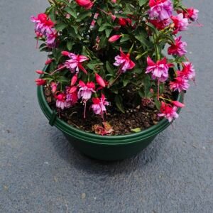 All year round fuchsia plant