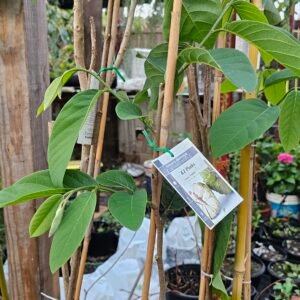 Grafted custard apple plant Paxton prolific