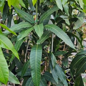 Dwarf king Thai Mango plant