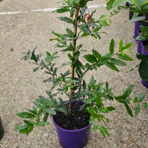 Grafted Pomegranate plant gulosha azerbaijani, elche