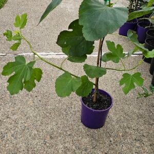 Grafted fig plant Preston prolific, white Adriatic, yellow excel,black Genoa