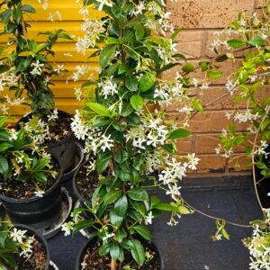 Star jasmine plant 200mm pot