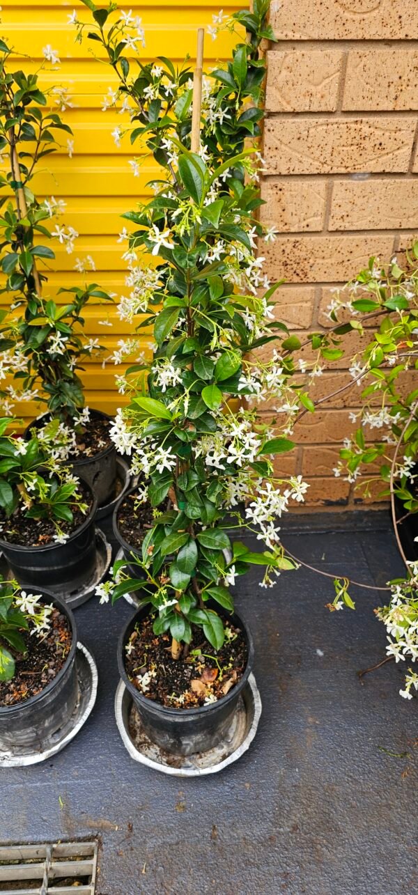 Great Description About Scented Star Jasmine