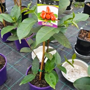 Grafted Wax jambu/rose water apple plant