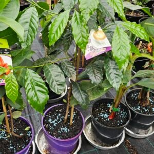 Coffee Arabica plant