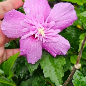 Large hibiscus plant