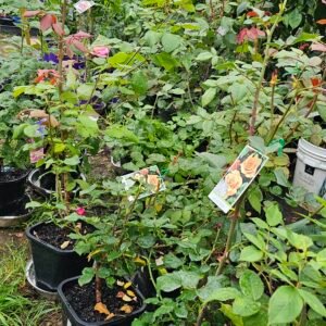 Different colours rose plant