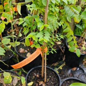 Star gooseberry plant