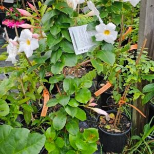 All year round mandevilla large plant