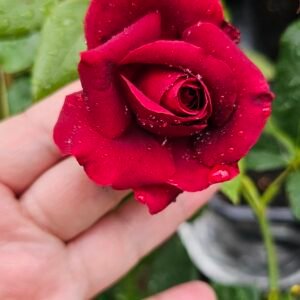 Different colours rose plants $32 each