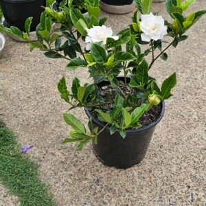 Gardenia Florida plants