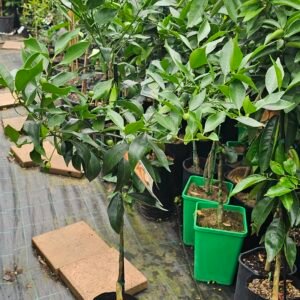 Grafted Imperial Mandarin plant