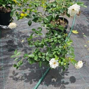 Climbing large iceberg rose plant