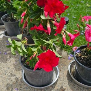 All year round red mandevilla plant