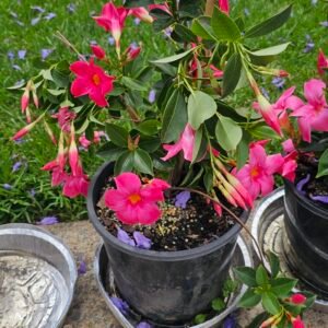 All year round pink mandevilla plant