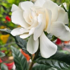 Standard gardenia true love plant