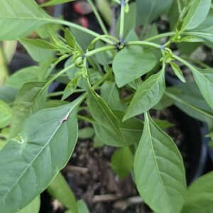 Extreme hot Thai chilli plant