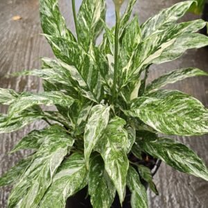 Variegated peace lily plant (Domino)
