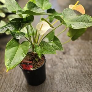 White Anthuriam plant