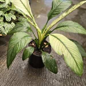 Variegated peace lily plant
