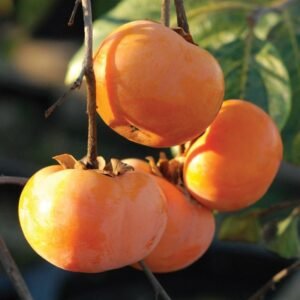 Grafted advanced persimmon plant Fuyu