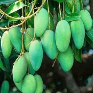Grafted green sweet mango plant khiew sawoey