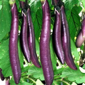 Bangladeshi long eggplant plant