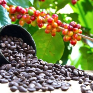 Coffee Arabica plant