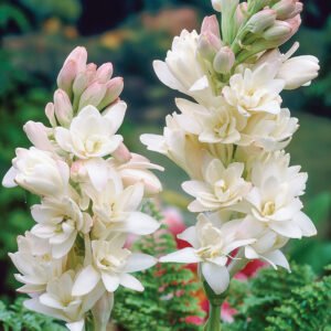 Tuberose plant strong fragrance double petals flowers