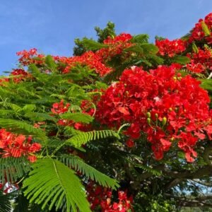Red Poinciana plant