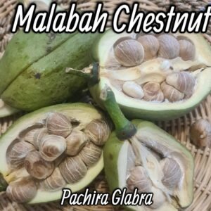 Malabar chestnut plant
