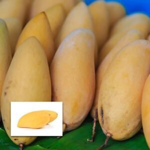 Grafted nam doc mai Mango plant