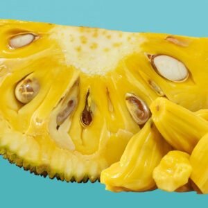 Jackfruit plant price from $40-$100