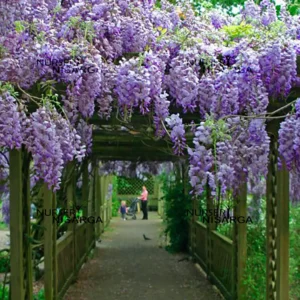 Advanced wisteria plant repeat flower