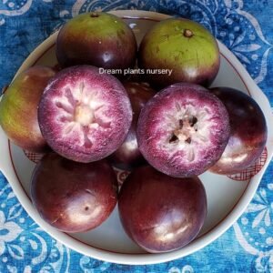 Grafted star apple plant (grimal)